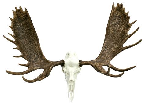 Whitetail Deer European Mounts | Cast Horn Designs