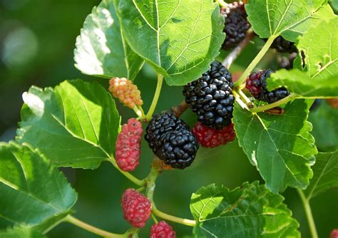 5 árvores frutíferas para fazer um pomar urbano