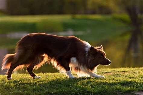 Rough & Smooth Coat Border Collies: What you need to know ...