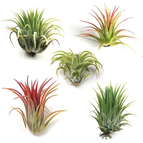 Amazon.com : Air Plant Shop's Tillandsia Ionantha - 5 Pack - Free PDF ...