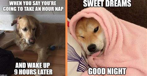 25+ Memes That Prove Your Doggo is Living For Nap Time More Than You Are - Animal Comedy ...