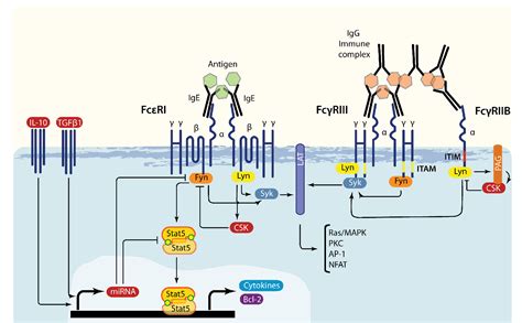 Figure 1 from The Fyn-STAT5 Pathway: A New Frontier in IgE- and IgG ...