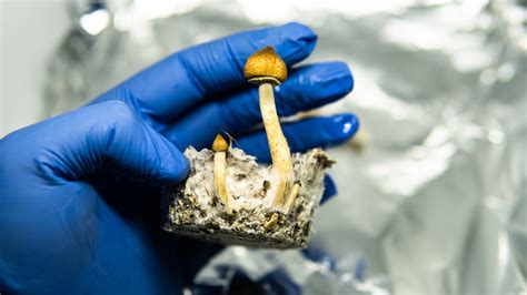 Psilocybin helped alcohol addiction in clinical trial | Popular Science