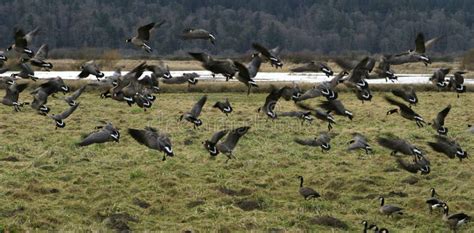 Canadian Geese Migration stock image. Image of wings, wild - 464635