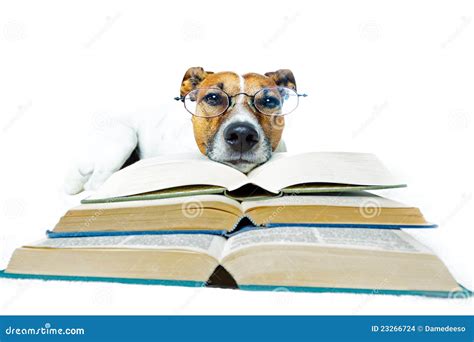 Dog Reading Books Stock Images - Image: 23266724