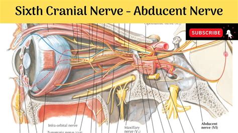 Sixth Cranial Nerve - Abducent Nerve | Nucleus | Course | Distribution ...