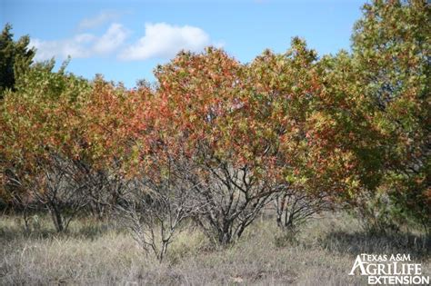 Plants of Texas Rangelands » Flameleaf sumac