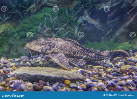 Catfish in a Beautiful Aquarium Stock Image - Image of live, life ...