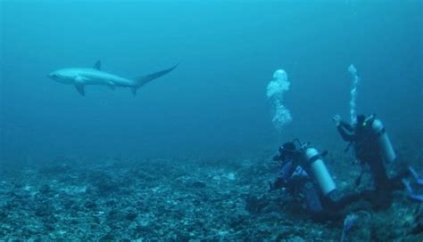 Diving In Cebu: Thresher Sharks Of Malapascua - Johnny Africa