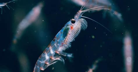 BBC Earth on Instagram: “The Antarctic krill are among the largest of the 85 known krill species ...