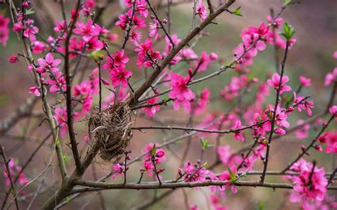 Flowers in Vietnam: 8 Things You want to Know | Vietnam Travel