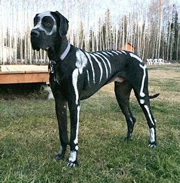 22 Great Dane Halloween costumes ideas - Great Dane Care