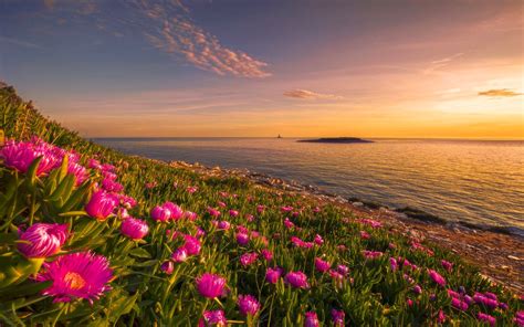 Flowers Sunset Wallpapers - 4k, HD Flowers Sunset Backgrounds on ...