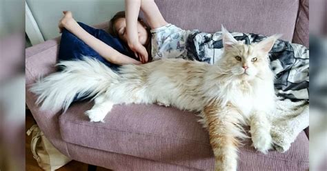 Cat Owner Shares Amazing Photos Of Her Giant Maine Coon Cat