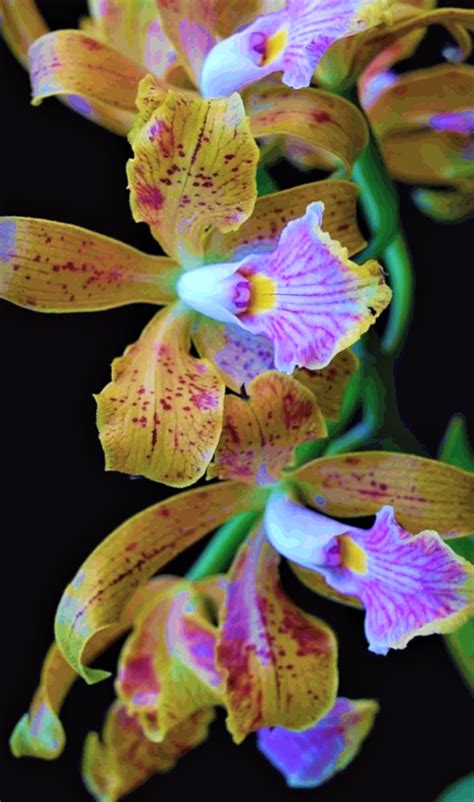 Shenzhen Nongke Orchid ~ The Incredible Story of the Most Expensive Orchid Ever Sold in 2021 ...