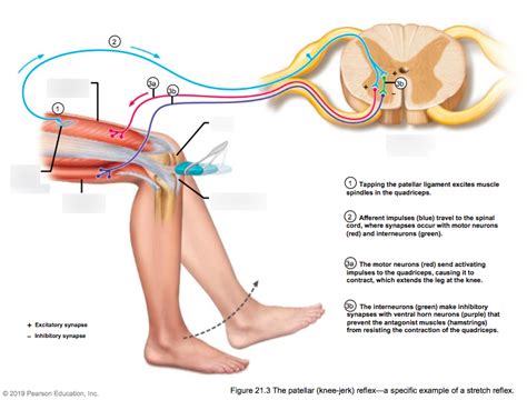 The Patellar (Knee Jerk) Reflex Diagram | Quizlet