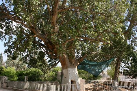 Zacchaeus Sycamore Fig Tree | Images and Photos finder