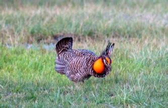 State Maintains Key Role in Lesser Prairie Chicken Conservation