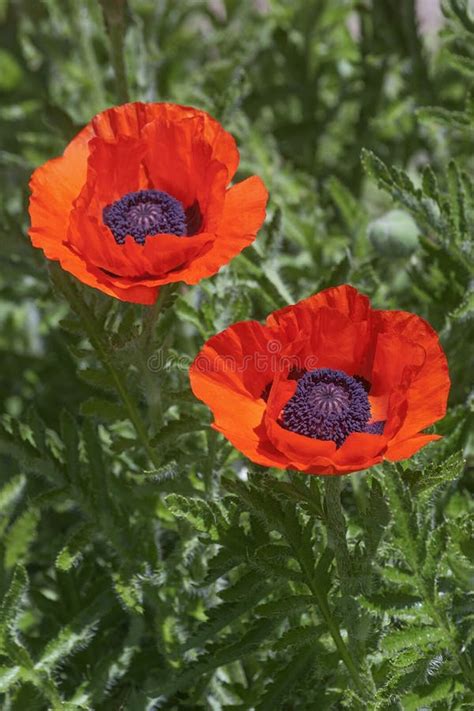 Oriental poppy flowers stock photo. Image of plant, vertical - 85336362