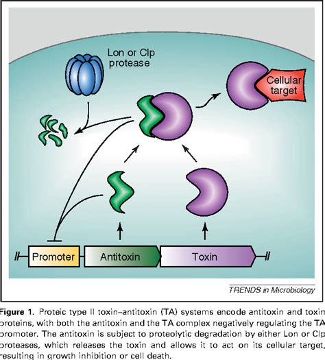 [PDF] Artificial activation of toxin-antitoxin systems as an antibacterial strategy. | Semantic ...