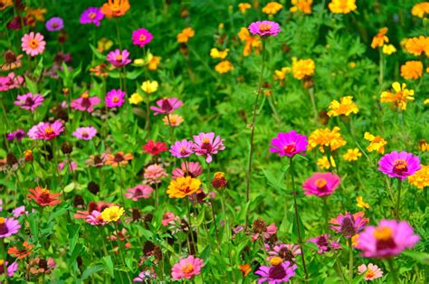 Free Images : flowers, flower, wildflowers, field, meadow, summer, wild ...