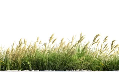 Wild grass outdoors plant field. | Free Photo - rawpixel