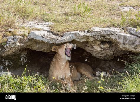 Lion in cave hi-res stock photography and images - Alamy