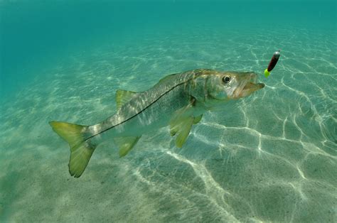 The Best Snook Bait: Live or Artificial? - Lures - Finn's Fishing Tips