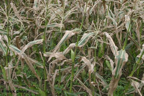 Vegetable: Corn, Northern Corn Leaf Blight | Center for Agriculture ...