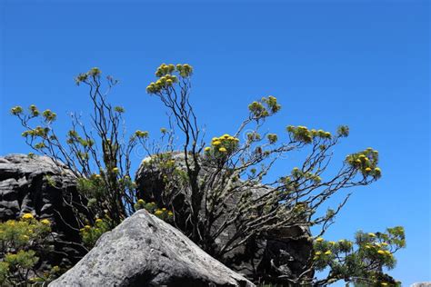 Blooming Yellow Athanasia on Table Mountain in South Africa Stock Image - Image of fauna, lily ...