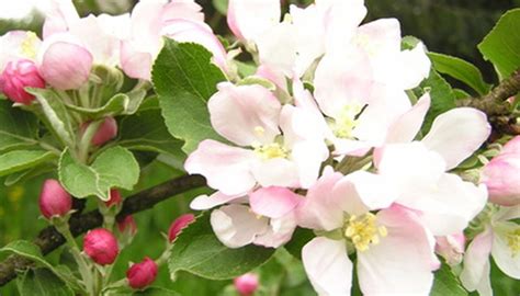 Apple Tree Care & Spraying | Garden Guides