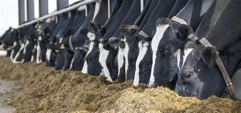 Advantages of feeding a molasses based liquid feed | Quality Liquid Feeds