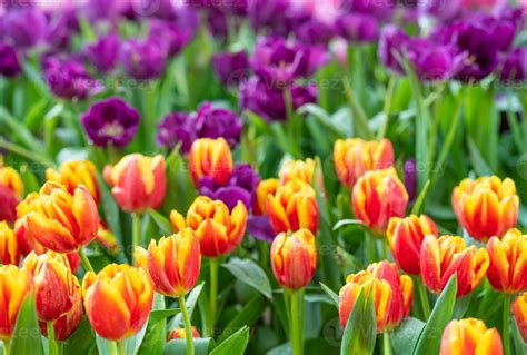 Red and purple tulips 15137398 Stock Photo at Vecteezy