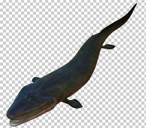 Late Devonian Extinction Amphibian Tiktaalik Evolution Sarcopterygii PNG, Clipart, Amphibian ...