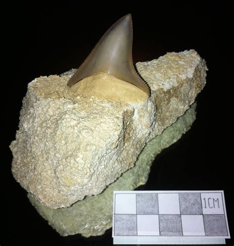 What Shark Was This? - Fossil ID - The Fossil Forum