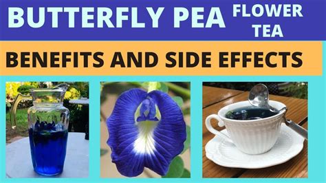 11+ Blue Butterfly Pea Flower Tea Health Benefits - Health Sarahsoriano