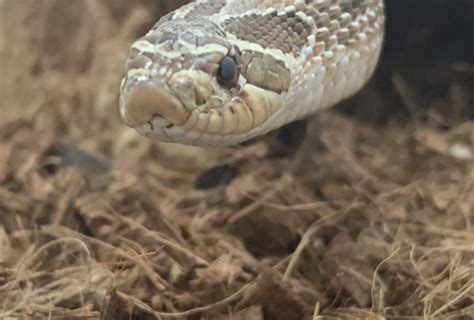 How to Care for Your Western Hognose Snake - Allan's Pet Center