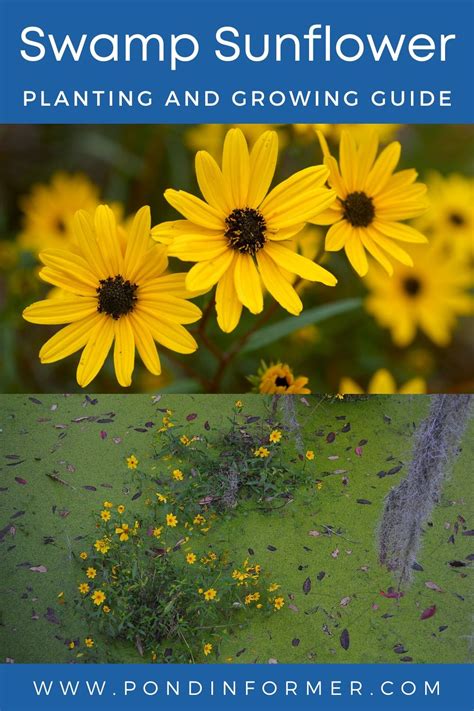 Swamp sunflower facts care planting guide helianthus angustifolius ...