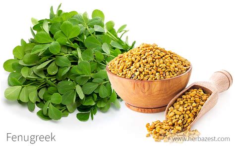 Fenugreek | HerbaZest