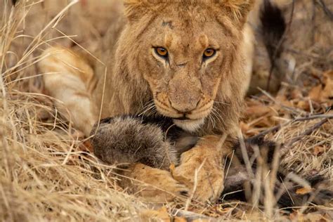 Honey Badger Vs Lion, Who Would Win? - Animals Comparison