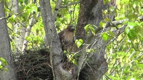 RHM Red-Tailed Hawk Nest Location at Southcenter Parkway - YouTube