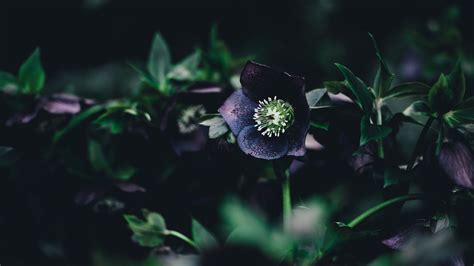 flower, dark, leaves 4k Wallpaper 4K