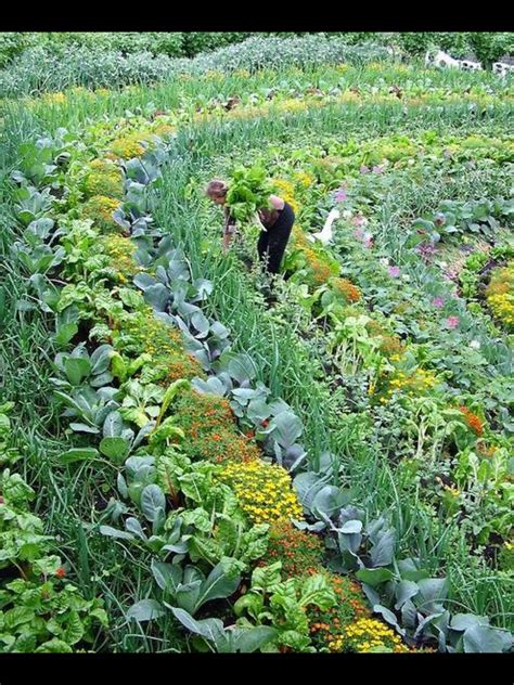 21+ Inspiration Kitchen Vegetable Garden