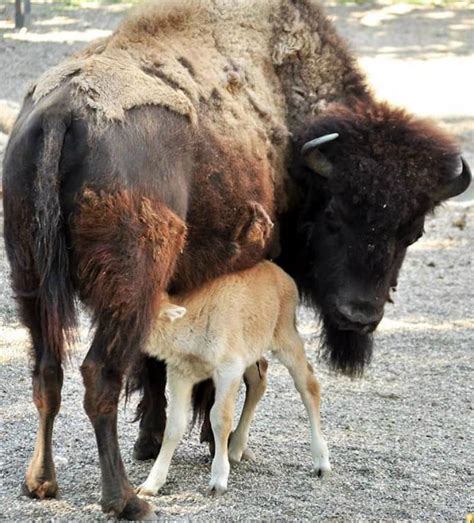 Rare White Bison Born at Belgrade Zoo | Belgrade zoo, White bison, Bison