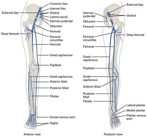 The left panel shows the anterior view of veins in the legs, and the ...