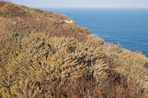 Coastal Sage Scrub - Channel Islands National Park (U.S. National Park Service)