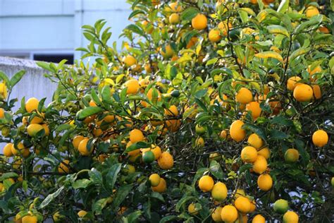 Meyer Lemon Tree Care Instructions - Garden.eco