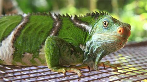 Top 10 Fiji Crested Iguana Facts - A Beautifully Bright Iguana