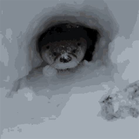 Otter GIF - Otter - Discover & Share GIFs