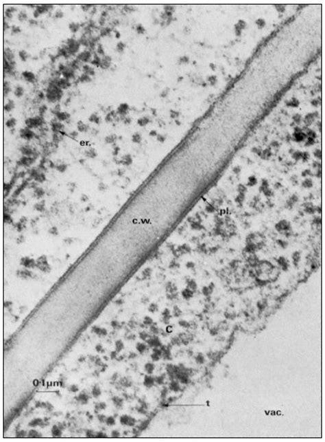 The Molecular Biology of Plant Cells "d0e1038"